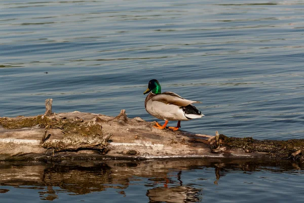 Drake sit on a log — Stock Photo, Image