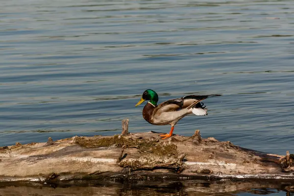 Drake sit on a log — Stock Photo, Image