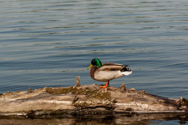 Drake siedzieć na dziennik — Zdjęcie stockowe