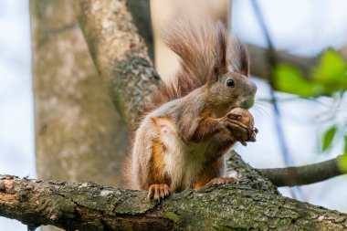 Sincap bir dalda oturur ve fındık kemiren