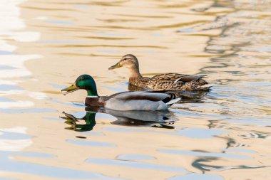 Sektirmek gölde yüzmek 