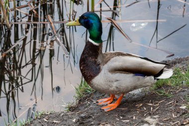 Drake kıyıda duran