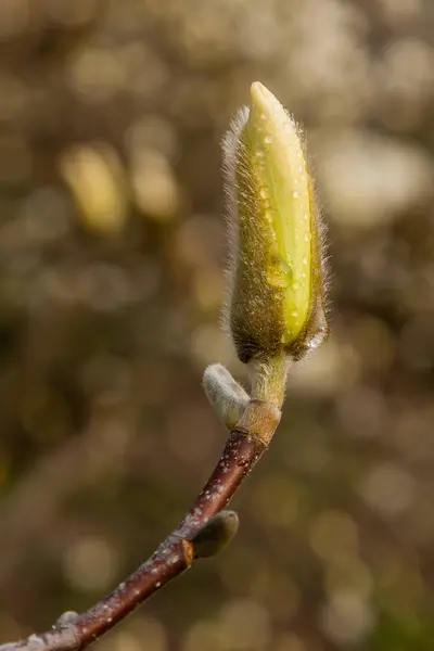 Macro de un hermoso brote de magnolia —  Fotos de Stock