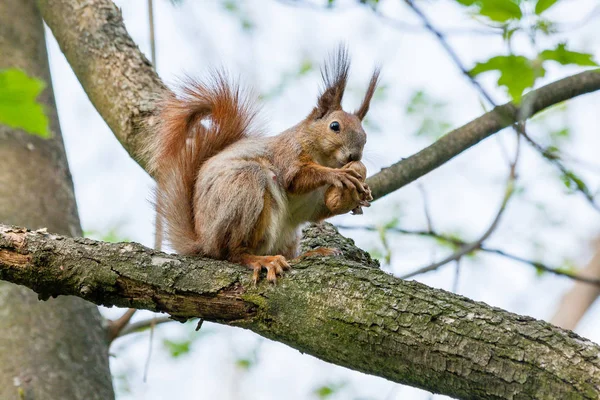 Squirrel sits on a branch and gnaws nuts — Stock Photo, Image