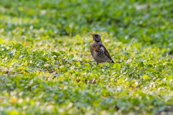Птичий дрозд в траве — стоковое фото