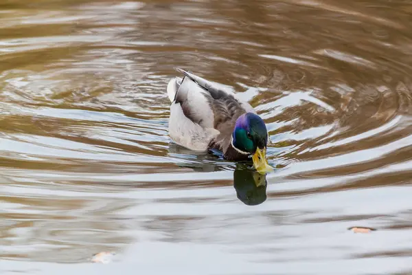 Kaczek i Drake popływać w stawie — Zdjęcie stockowe