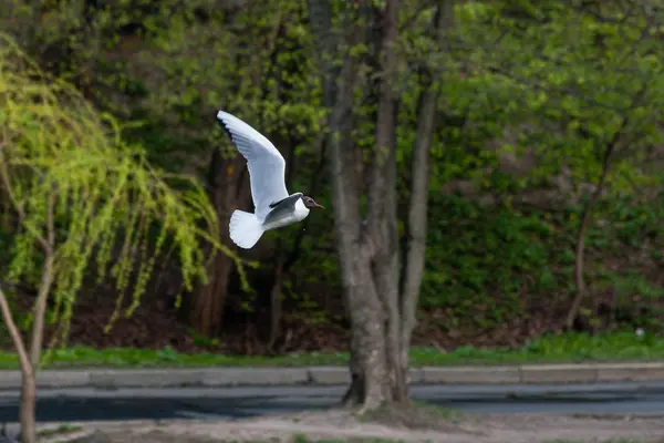 A gull flew over a pond in search of fish — Stock Photo, Image