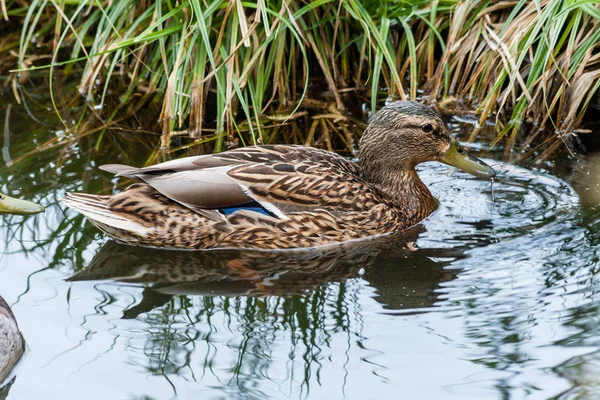 Canards et drakes nagent dans l'étang — Photo