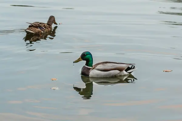 Kaczek i Drake popływać w stawie — Zdjęcie stockowe