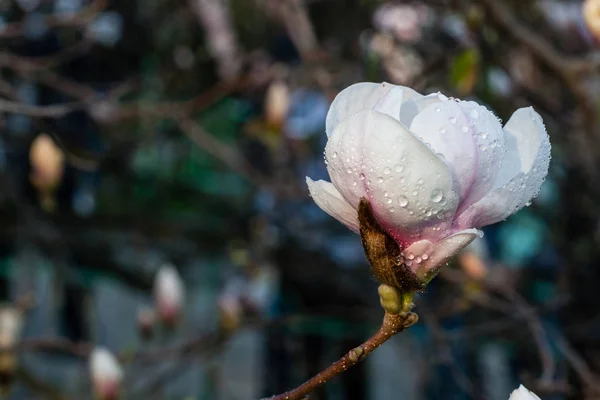 Pąk piękny wiosną magnolia — Zdjęcie stockowe