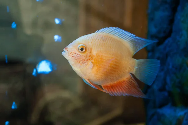 Güzel akvaryum balık — Stok fotoğraf