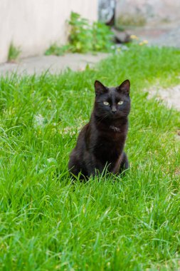 Yeşil gözlü güzel siyah kedi