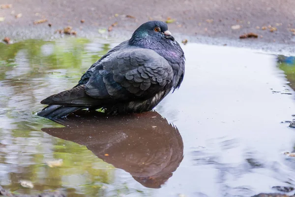 Dove swimming in a puddle — Stock Photo, Image