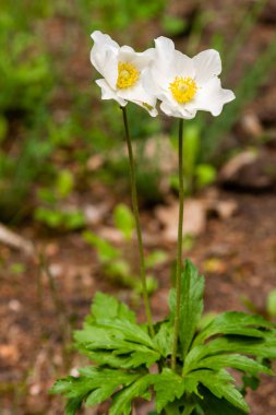 White wildflowers close up