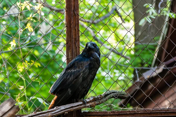 Schöne schwarze Krähen sitzen auf einem Baumstumpf — Stockfoto