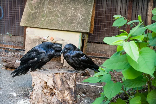 Gagak hitam yang indah duduk di atas tunggul — Stok Foto