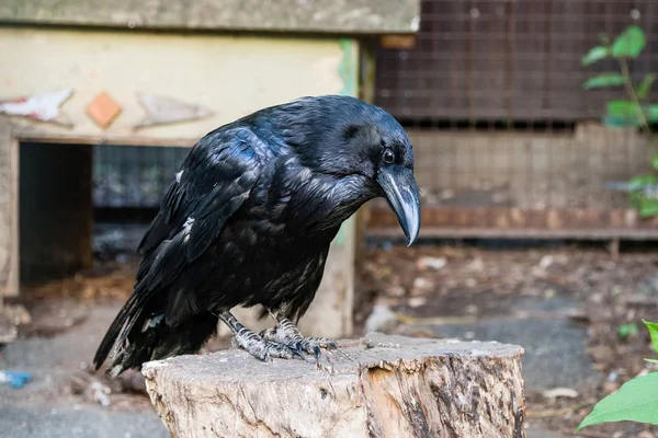 Красивые черные вороны сидят на пне — стоковое фото