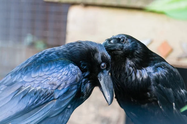 Güzel siyah kargalar oturup bir güdük — Stok fotoğraf