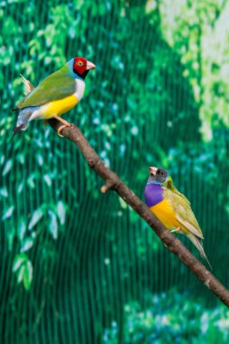 Güzel Guldova Amadina (Erythrura gouldiae) oturan kuşlar 