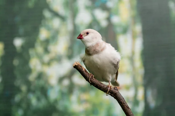 Hermosas aves Astrild (Estrildidae) sentado en una rama — Foto de Stock