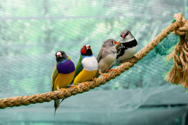 Beautiful birds Guldova Amadina (Erythrura gouldiae) sitting on 