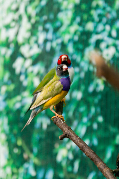 Красивые птицы Гульдова Амадина (Erythrura gouldiae) сидит на
 