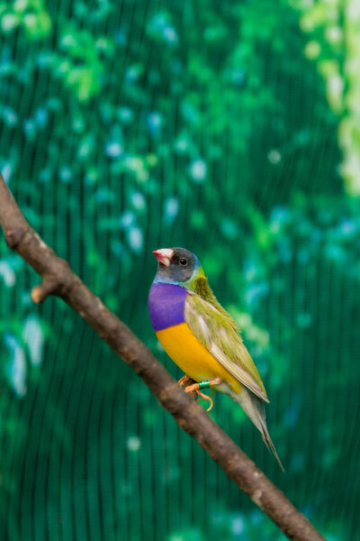 Красивые птицы Гульдова Амадина (Erythrura gouldiae) сидит на
 