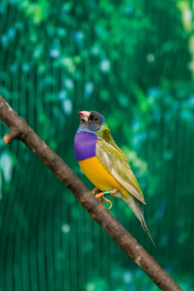 Vackra fåglar Guldova Amadina (Erythrura gouldiae) sitter på — Stockfoto