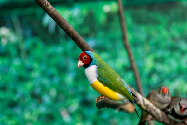 Beautiful birds Guldova Amadina (Erythrura gouldiae) sitting on — Stock Photo, Image