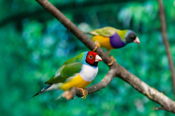 Красивые птицы Гульдова Амадина (Erythrura gouldiae) сидит на
 