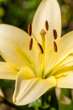 Çiğ damlaları ile sarı zambak 