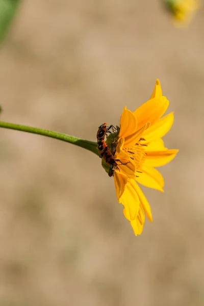 Rode insecten op een gele bloem — Stockfoto