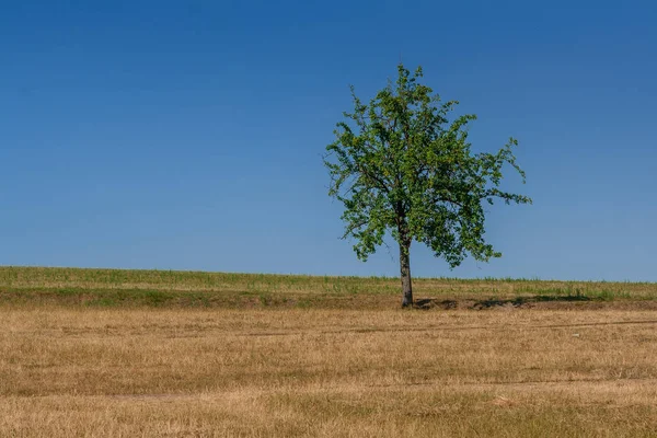 Mavi gökyüzü, yeşil ağaç — Stok fotoğraf