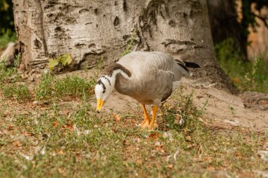 Bir gri kaz çim üzerinde yürüyor 