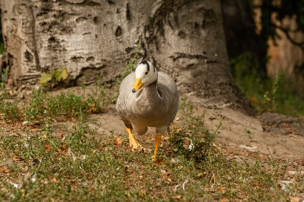 A gray goose walks on the grass — Stock Photo, Image