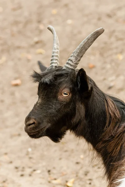 Cabra marrom close up — Fotografia de Stock