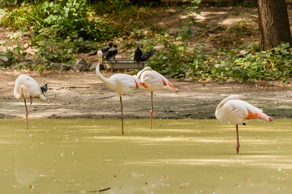 Flamingo su üstünde yürür — Stok fotoğraf