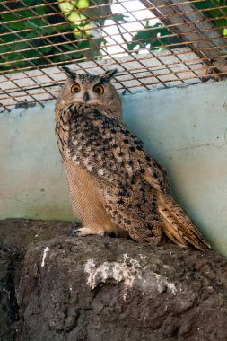 Güzel baykuş yakın çekim