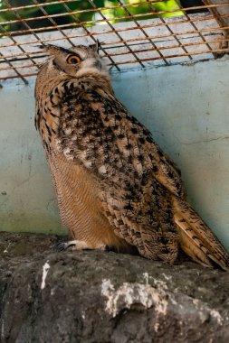 Güzel baykuş yakın çekim