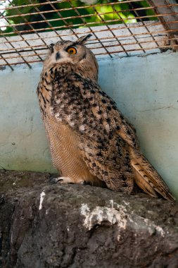 Güzel baykuş yakın çekim