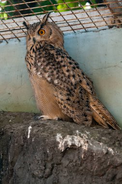 Güzel baykuş yakın çekim