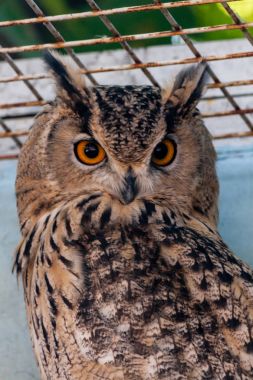 Güzel baykuş yakın çekim