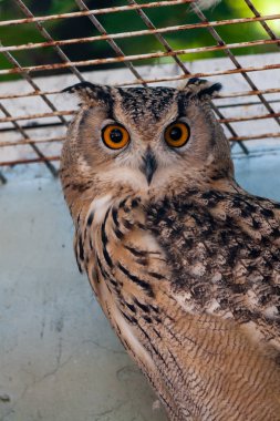 Güzel baykuş yakın çekim
