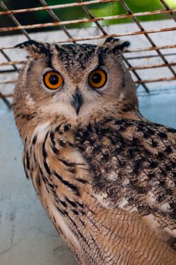 Güzel baykuş yakın çekim