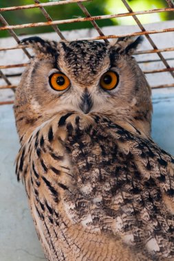 Güzel baykuş yakın çekim