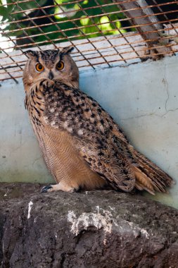 Güzel baykuş yakın çekim