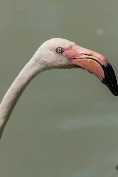 Flamingo caminha na água — Fotografia de Stock