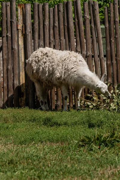 White lama eats — Stock Photo, Image