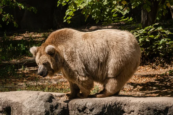 大きな熊をクローズ アップ — ストック写真