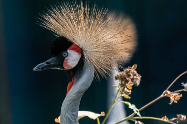 Güzel taç vinç (Balearica pavonina)